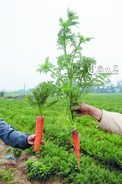 "问题种子"长出劣质胡萝卜 买种子要到正规公司