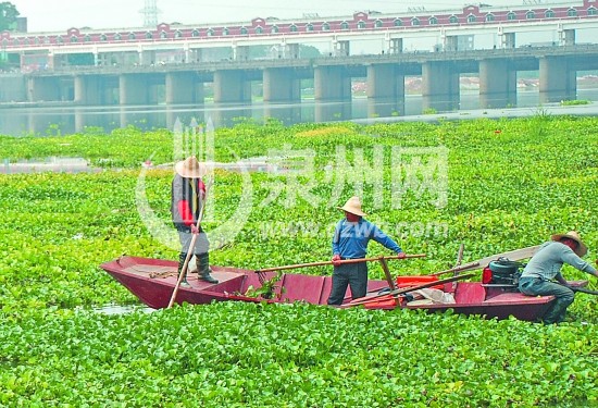 人力机械打捞水葫芦 人工剿患耗 急盼高手支招