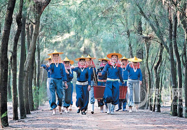 惠安小岞妇女林场 她们让千亩荒滩变绿洲(图)