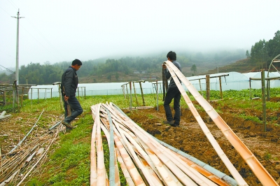 由于缺乏资金,合作社只好利用山里的竹子搭建大棚,虽然解决了成本问题