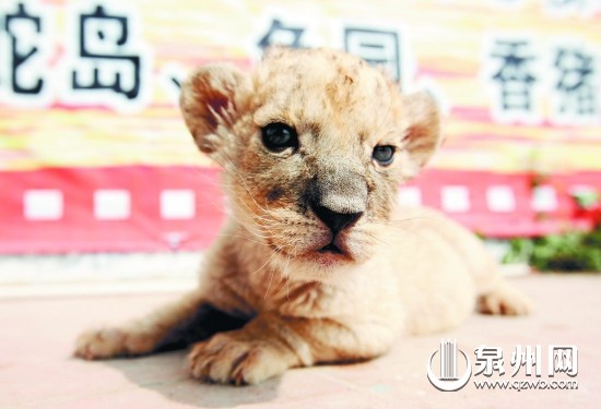 泉州动物世界小狮子后天满月邀市民取名庆祝-