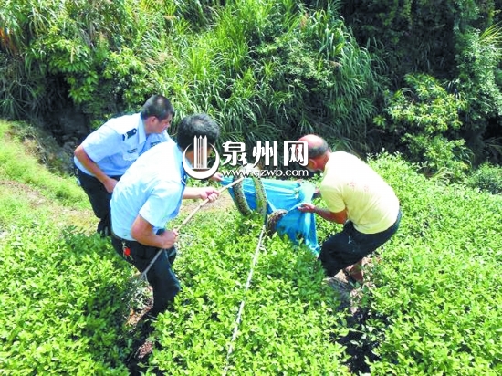 9月8日,安溪金谷镇洋内村一茶园内出现一条大蟒蛇.