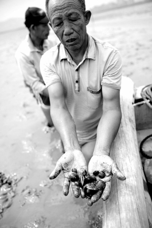 千余亩蛤蜊颗粒无收 东石及环保部门介入调查