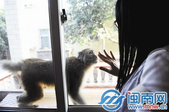 泉港东山村来了一受伤母猴 抢食物搞破坏不伤