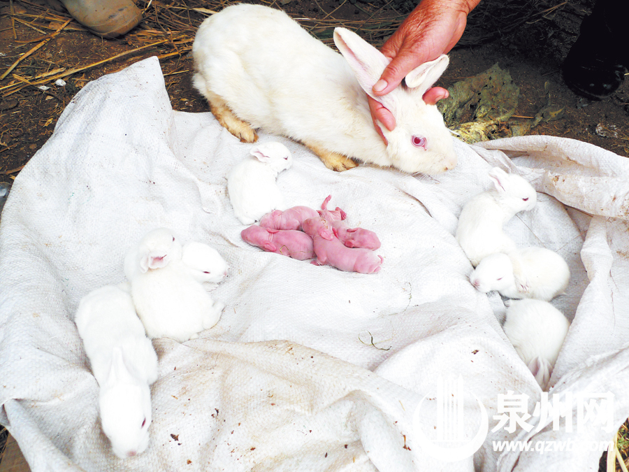 11天里接连生产三次 "高产兔妈妈"生下17只兔崽子