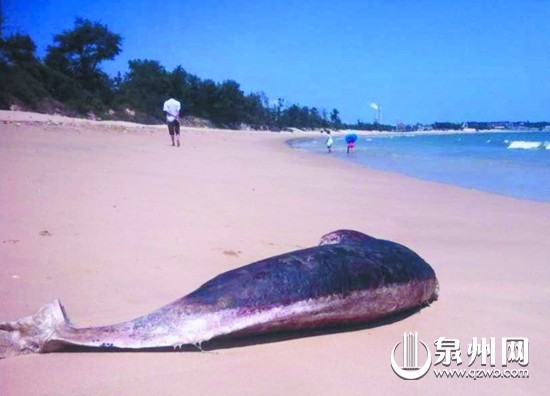 红塔湾一条海豚冲上沙滩 已死亡被就地掩埋 - 