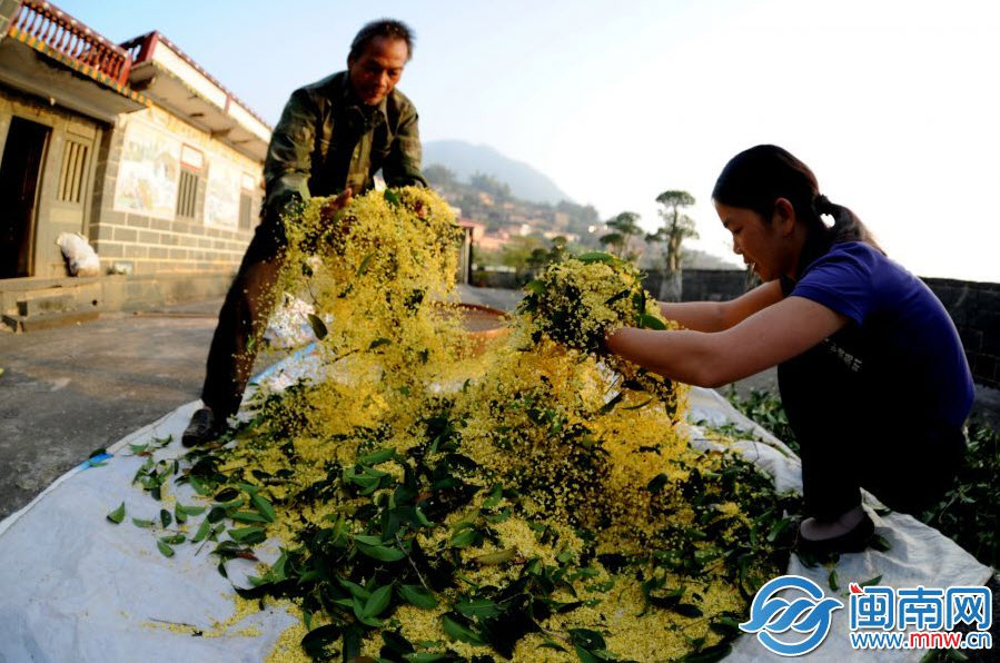 安溪芳亭村桂花飘香 漫天桂雨向秋荣(组图)