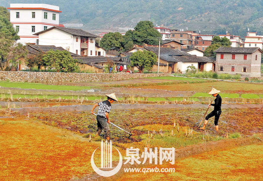 永春东平东山村春时:抚萍·种绿