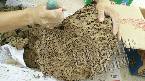 岩小学地下挖出50斤蚁巢 内藏几十万只白蚁 - 