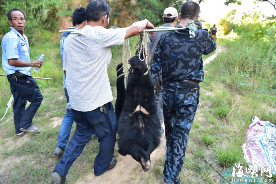 另外两只黑熊也有了最新消息:其中一头自己"回家"了!归真堂生物园聘