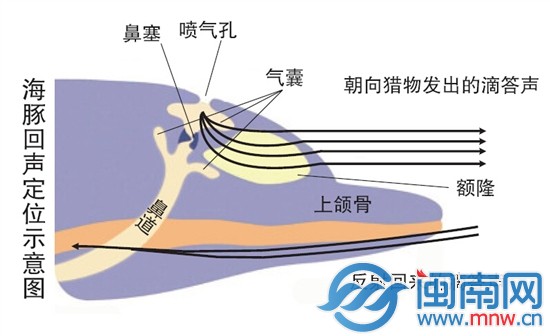 海豚回声定位示意图