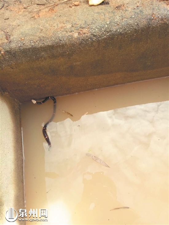 永春横口乡现白头蝰蛇 被称中国第一毒蛇