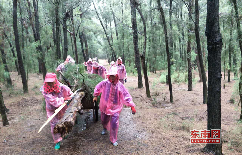 台风来袭 惠安小岞林场组织党员巡查防护林