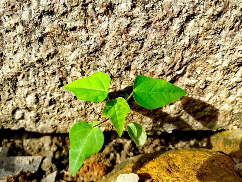 石缝中的顽强生命(黄珊珊 摄)