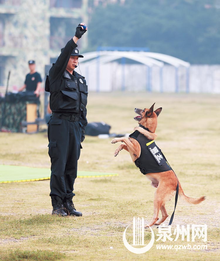 退不下来的搜爆犬梅西