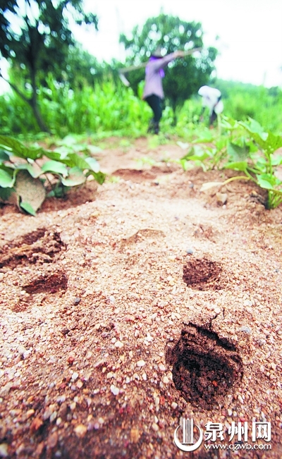 野猪肆虐毁田地有关部门可申请适当捕杀