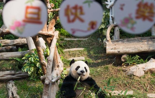 （社会）（1）中央赠澳门大熊猫“开心”迎新年