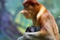 （环境）（1）广州长隆成功繁育珍稀大鼻猴
