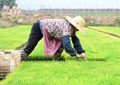 （经济）（1）安徽全椒：规模化育秧助农增收