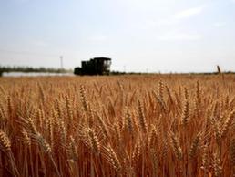 （经济）（1）河南：小麦陆续开镰收获