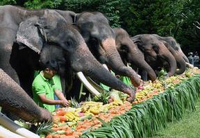 （社会）（6）西双版纳举行关爱亚洲象公益活动