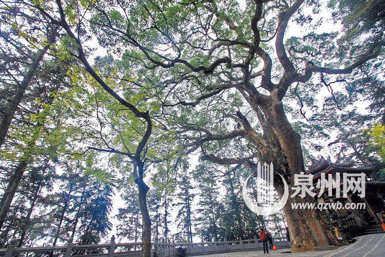 清水岩枝枝朝北图片