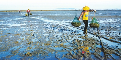 惠安東嶺鎮護海宮前灘塗 漁民找花蛤挖淡菜海蠣